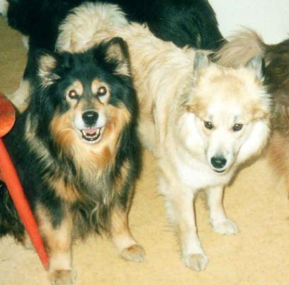 Reppulin Melian ja Tunturituulen Nuutti